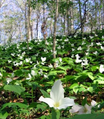 20080531133525-florecitas.jpg